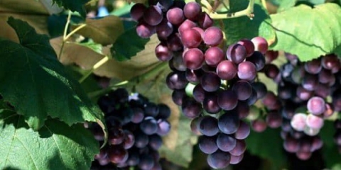 Može li se jesti sjemenke grožđa, da li je zdravo jesti sa sjemenkama